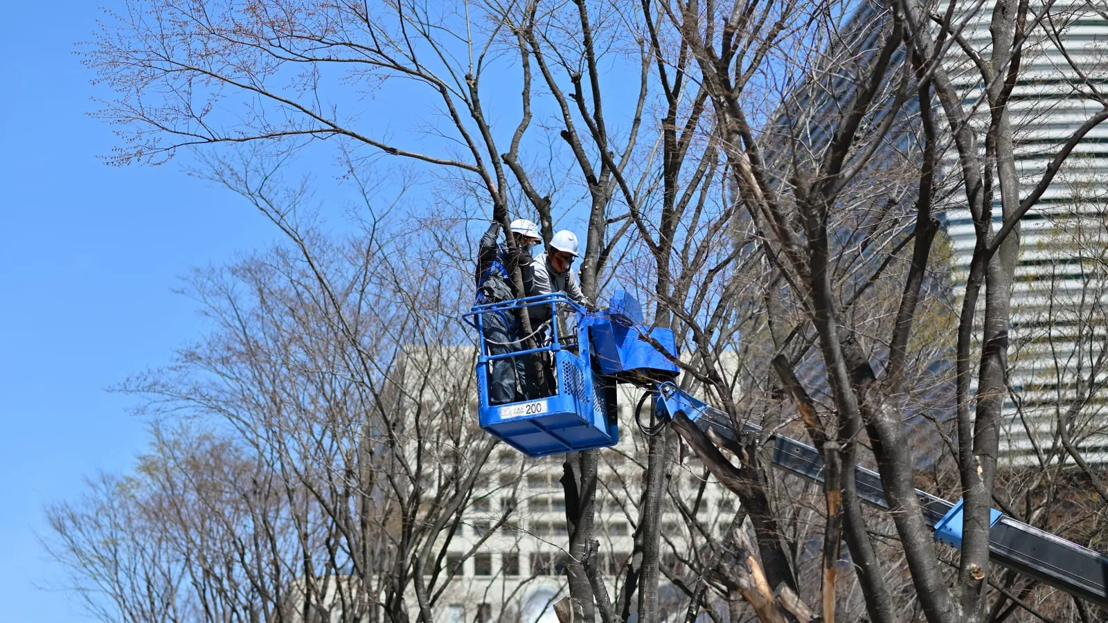 高所作業車のバケットから上部の枝を切り下ろす作業の様子