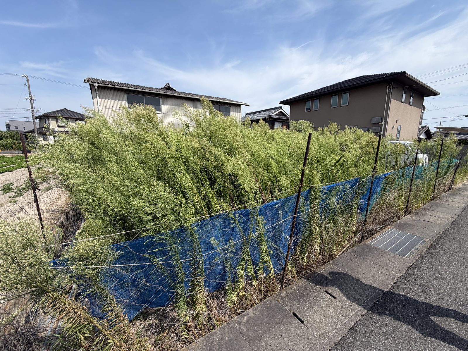 倉敷市連島町｜作業前：道路沿いに草木が茂っていた状態